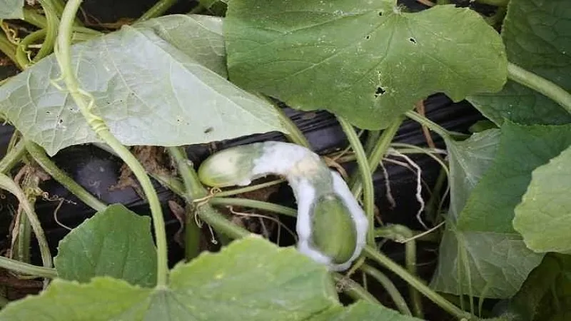 7 main causes of white coating on cucumbers and leaves