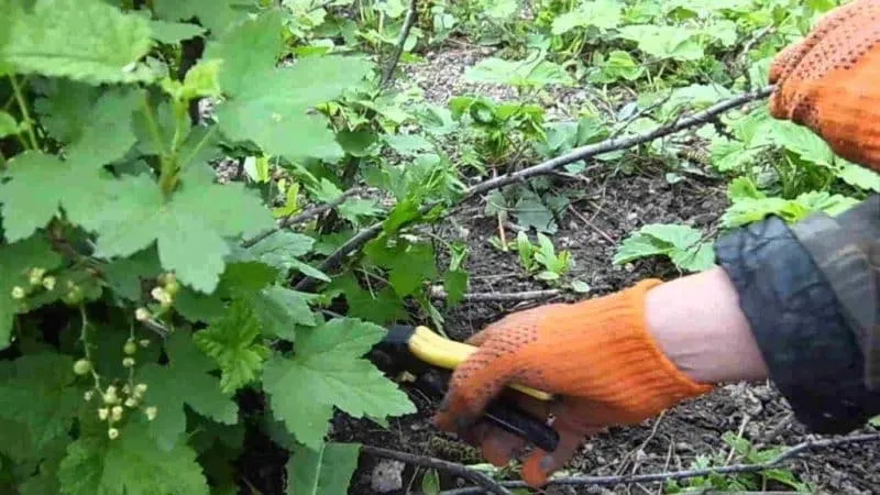 How to properly prune currants in summer and why it's necessary