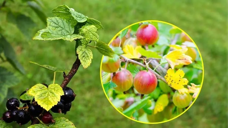 Currant leaves turning yellow in June: causes and solutions