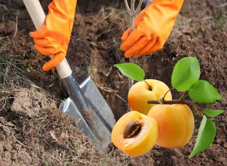Step-by-step guide to transplanting an apricot tree in summer