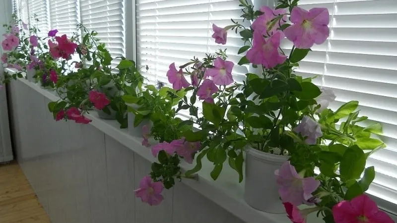 Can petunias be grown in pots as houseplants?