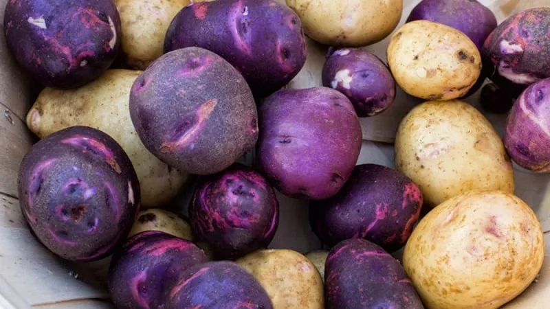 Amazing coloured potatoes: varieties and their health benefits