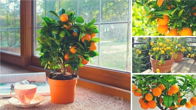 Reasons why tangerine leaves fall and methods to save the plant