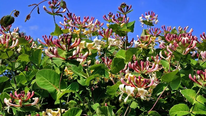 Caprifol Honeysuckle (Fragrant Vine): Description, Propagation Methods, and Care Tips