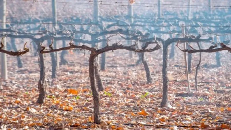 The famous low-calorie grape variety 'Tempranillo'
