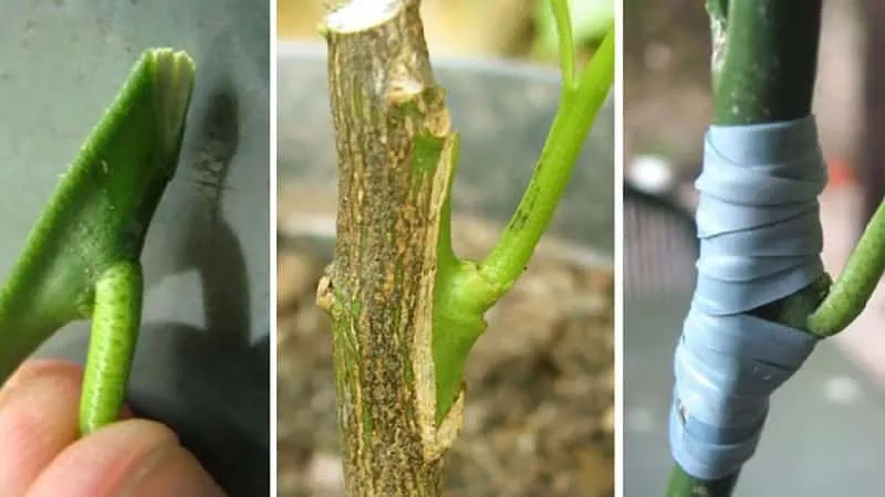 Chip budding a lemon tree