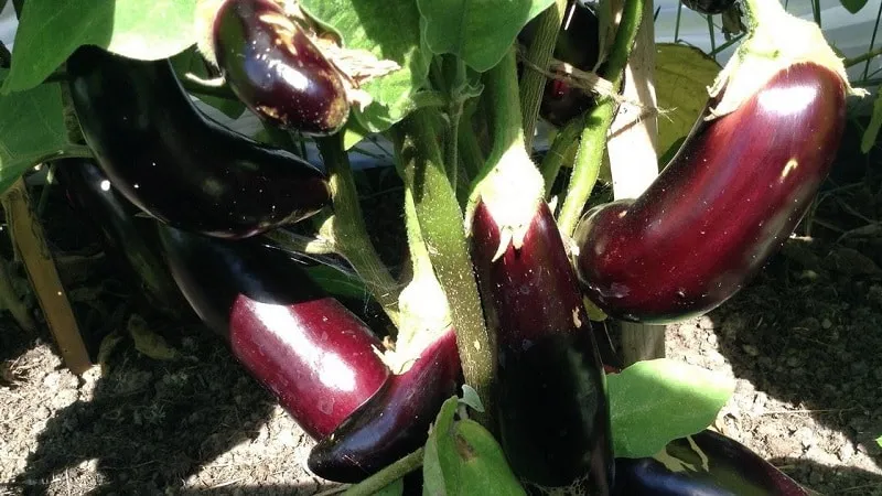 A gift from modern breeders - the Fabina F1 eggplant with large fruits and impressive yield