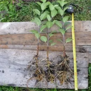 Beginner’s step-by-step guide: how to graft an apple tree in spring
