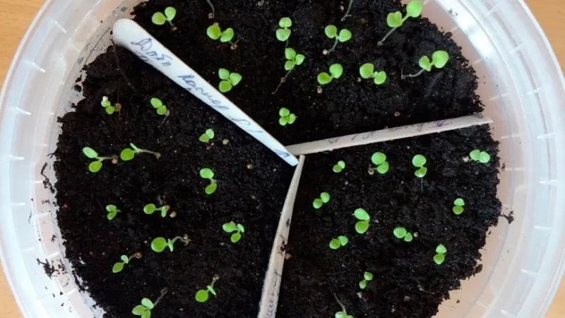Can petunias be grown in pots as houseplants?