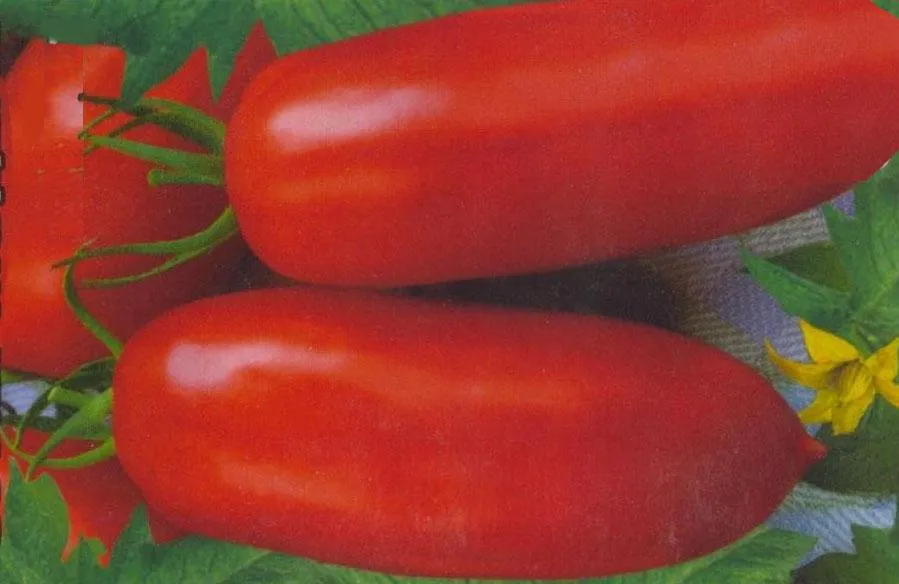 Most productive short-stem tomato varieties