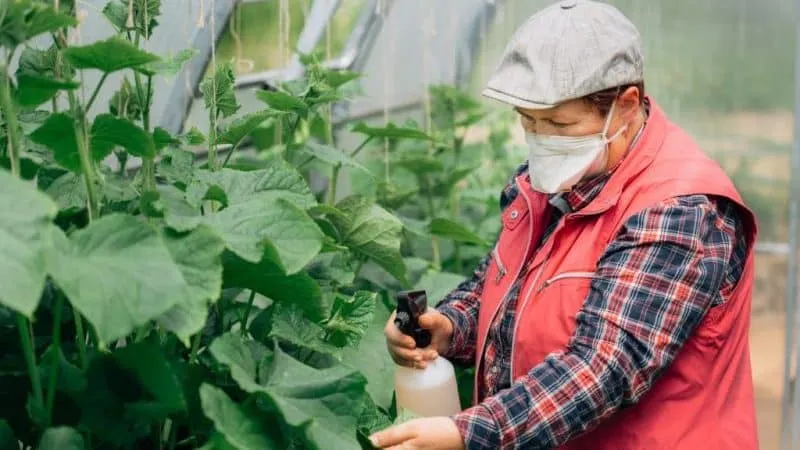 Why cucumbers don't grow in greenhouses and how to effectively solve this problem
