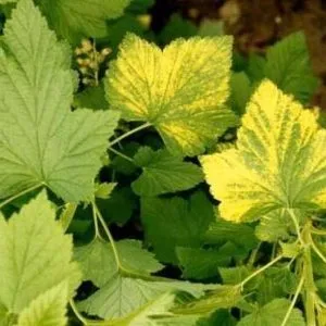 Currant leaves turning yellow in June: causes and solutions