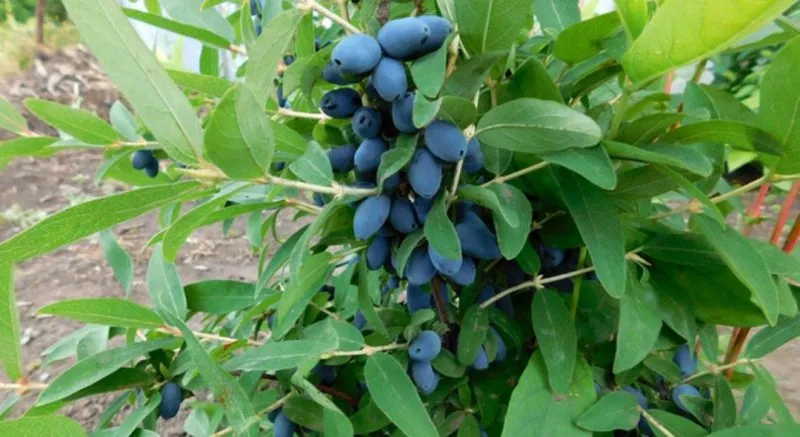 Best varieties of edible honeysuckle