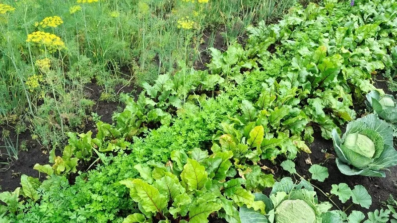 What to plant after beetroot next year: avoiding crop rotation mistakes to protect your harvest