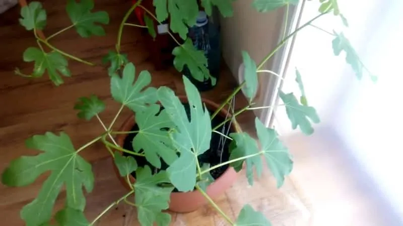 Simple ways to propagate fig cuttings at home