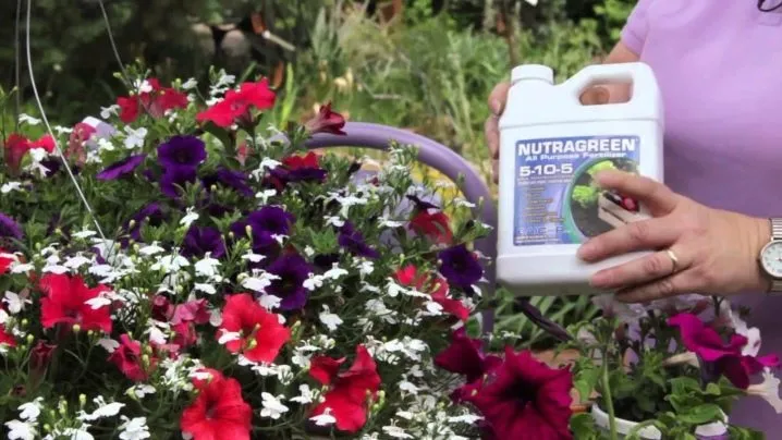 How, when, and what to feed petunias for abundant flowering