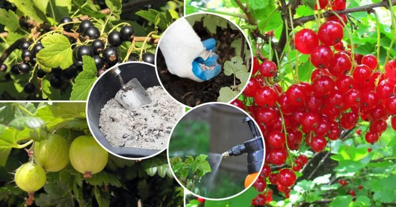 Why gooseberries fail to fruit and how to fix it