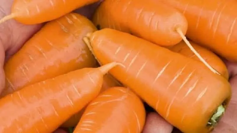 Low-maintenance mid-early hybrid carrot Red Cor