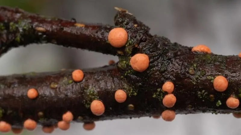 Nectria canker on currant