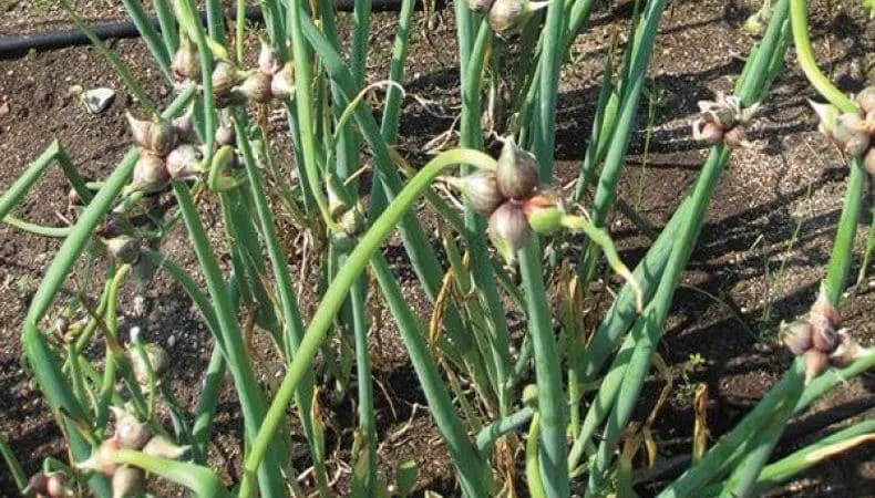 Features of planting and caring for two-tiered and multi-tiered onions