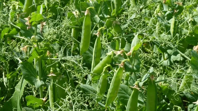 Biological characteristics of peas you should know