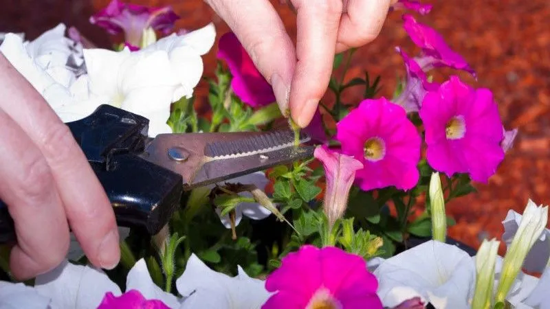 Why pruning petunias in mid-summer is necessary and how to do it correctly