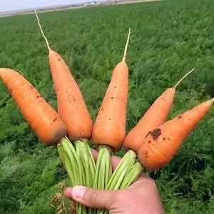 Low-maintenance mid-early hybrid carrot Red Cor