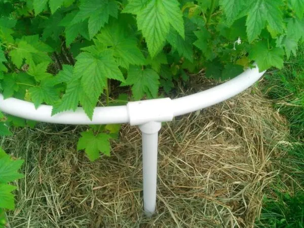 Why supports for currants are needed and how to make them yourself