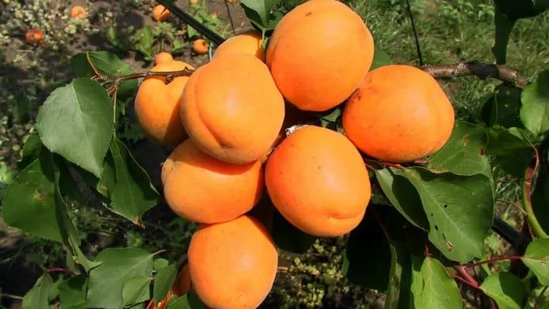 Variety of apricot cultivars for different climates