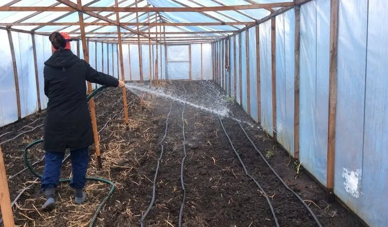 Why cucumbers don't grow in greenhouses and how to effectively solve this problem