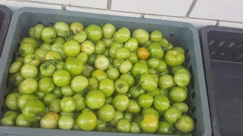 How to store tomatoes to make them turn red: speeding up ripening and keeping them fresh longer