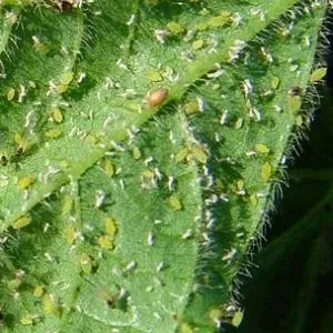 How to combat melon aphids on cucumbers quickly and effectively