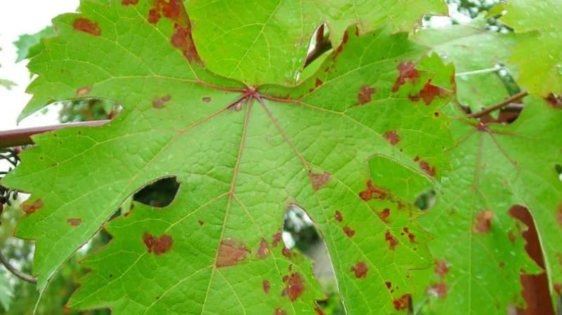 Essential summer grape feeding and application rules