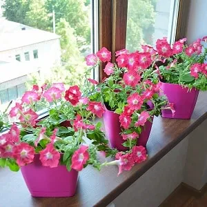 Can petunias be grown in pots as houseplants?