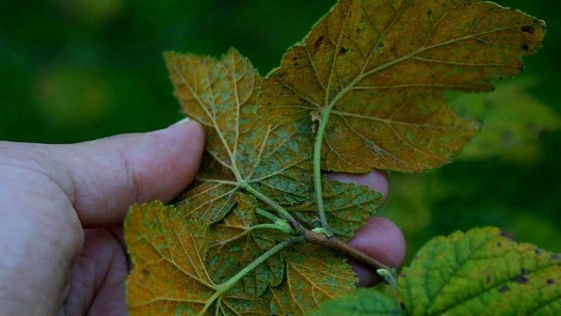 Columnar rust on currant leaves