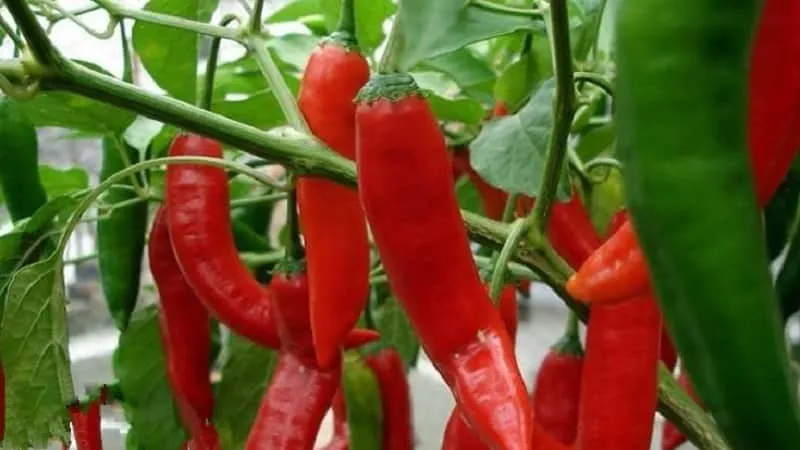 Selection of the best hot pepper varieties and tips for choosing them