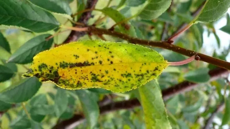 Why cherry tree leaves turn yellow in July and how to treat it properly