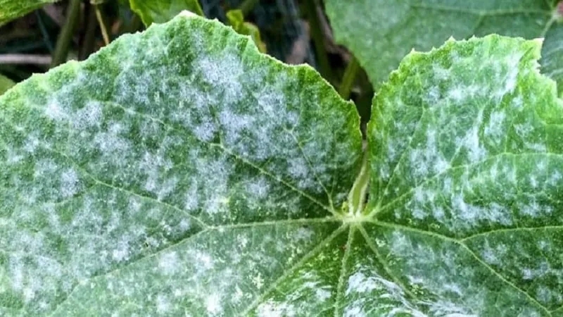 7 Main Causes of White Coating on Cucumbers and Leaves