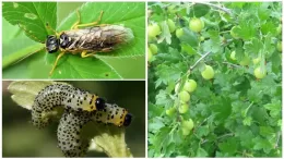A pest dangerous to crops – gooseberry sawfly and methods of effective control