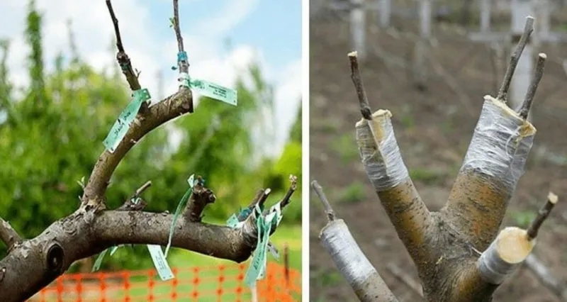 A Step-by-Step Guide for Beginner Gardeners: How to Graft an Apple Tree in Spring