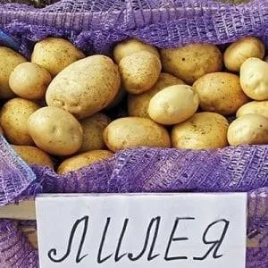 A stunning variety of potato "Lileya" with even, smooth tubers and excellent taste