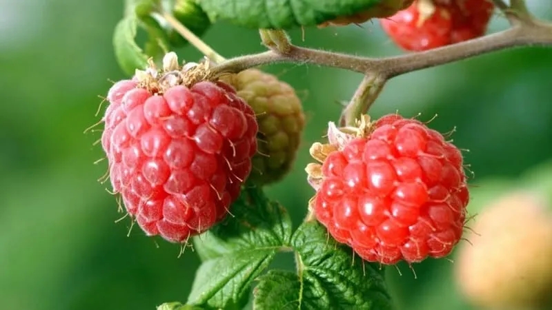 Advantages and features of early raspberry varieties