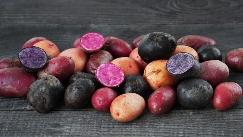 Amazing colored potatoes: varieties and their beneficial properties