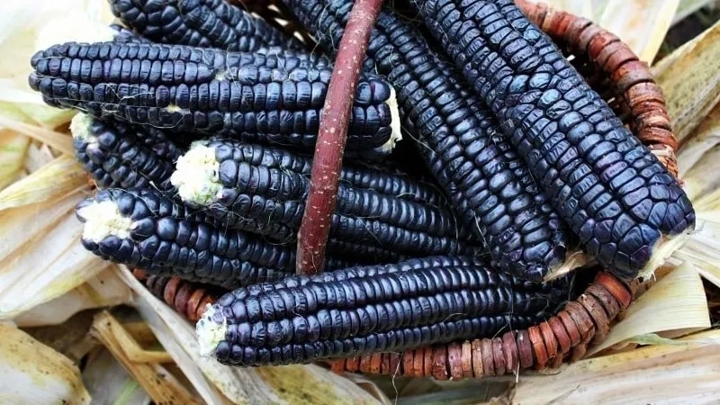 An exotic vegetable with an amazing appearance - black corn: properties, use in cooking and folk medicine