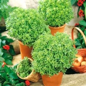 Aromatic basil variety "Basilisk" for marinades and fresh salads
