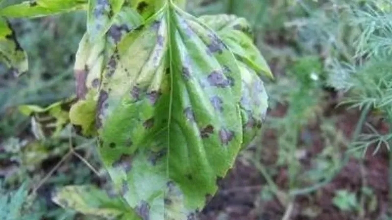Basil diseases and how to combat them