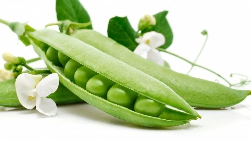 Biological features of peas that are better to know