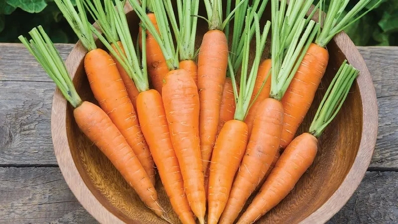 Caloric content, vitamins and nutritional value of fresh and cooked carrots