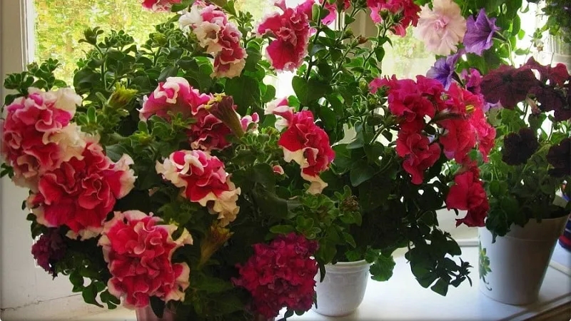 Can you grow petunia in a pot as a houseplant?