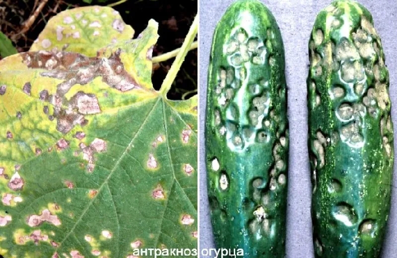 Causes and treatment of cucumber anthracnose: the most effective methods of fighting for the health of the crop